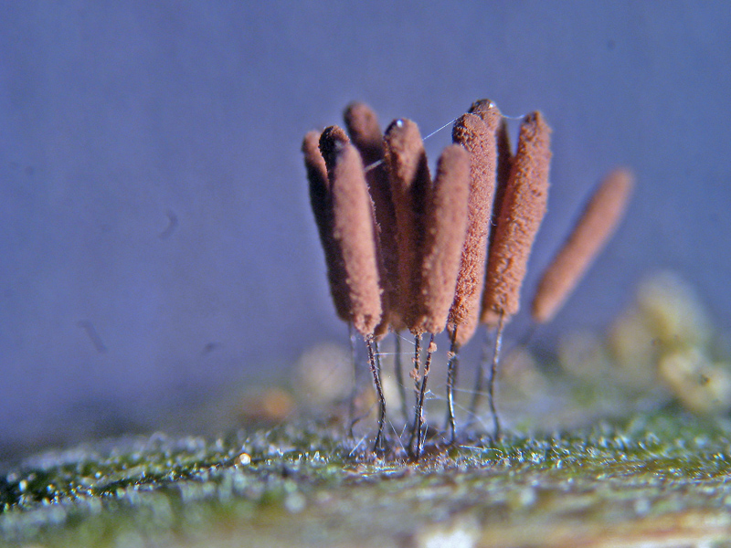 Stemonitis sp.